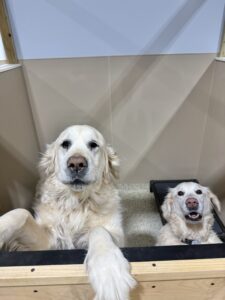 Planning spring break or summer travel? Don’t forget about the dog!